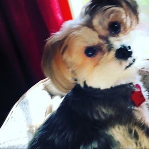 Meet your Posher, Veronica